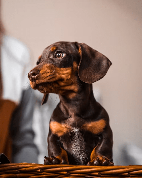 A beautiful brown dog