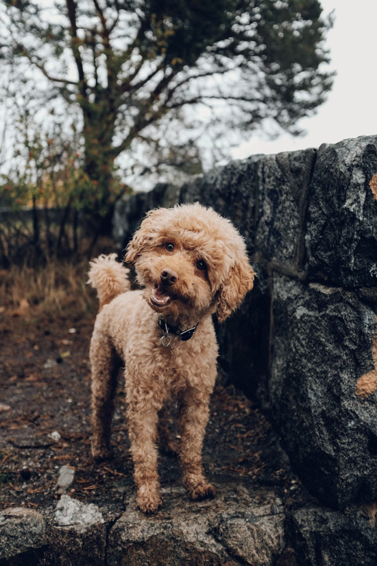 A beautiful furry dog near black wall