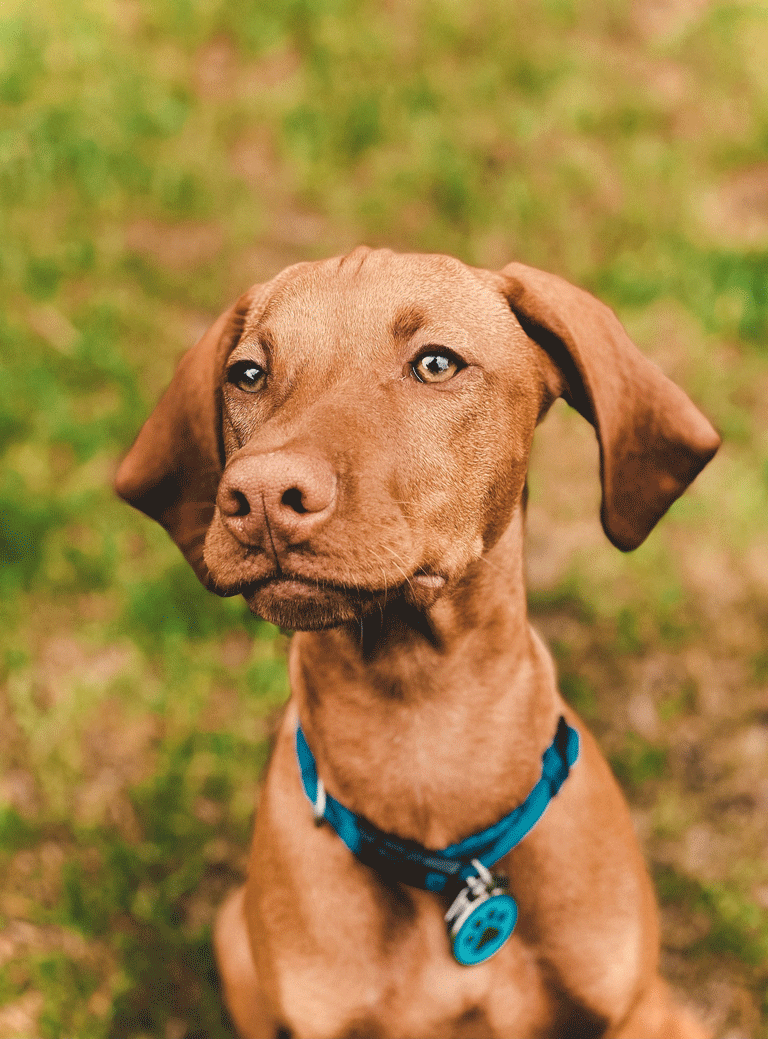 A brown dog in lawn