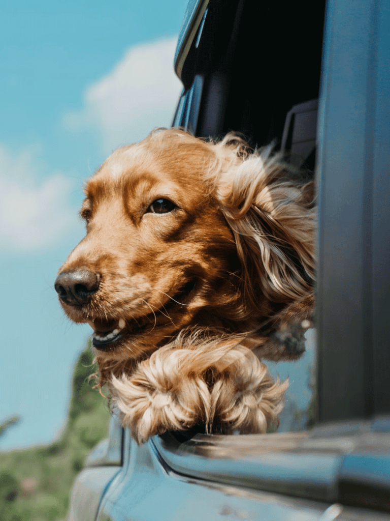 A brown dog looking outside car window