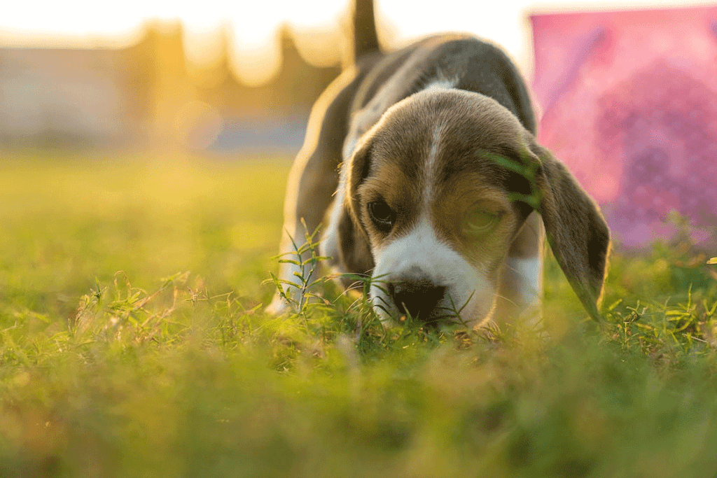 A dog on grass