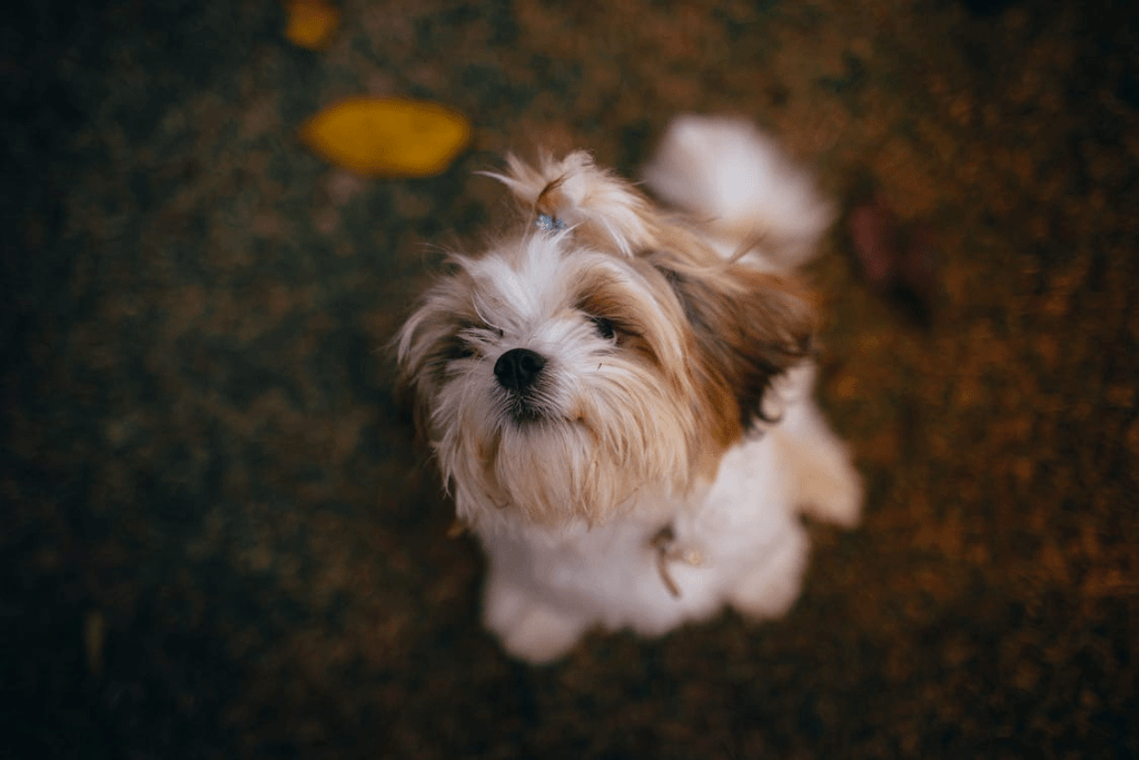 A furry dog in outdoor