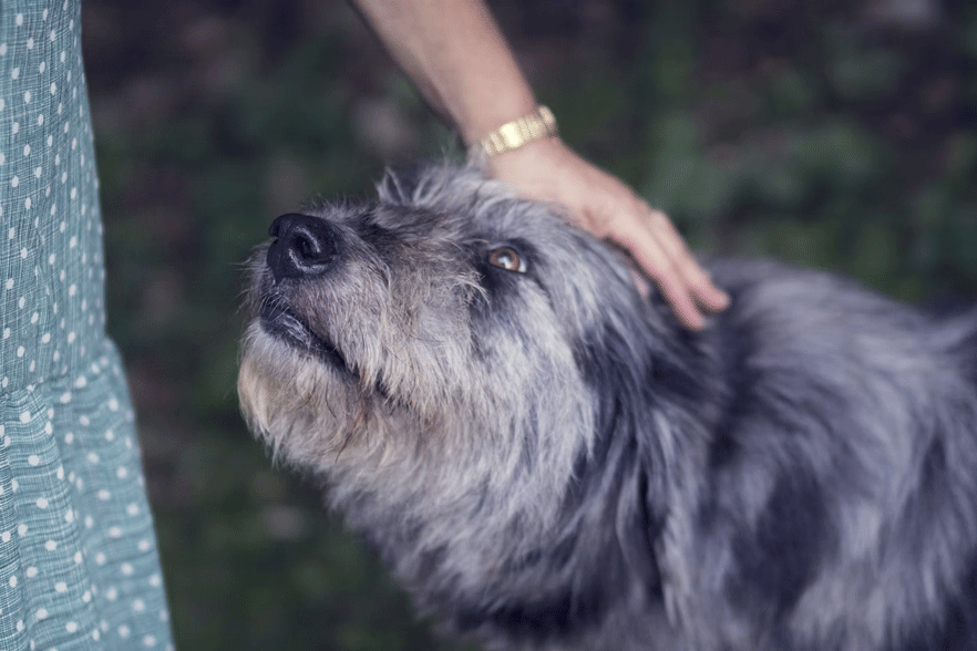 A lady holds her gray pet dog