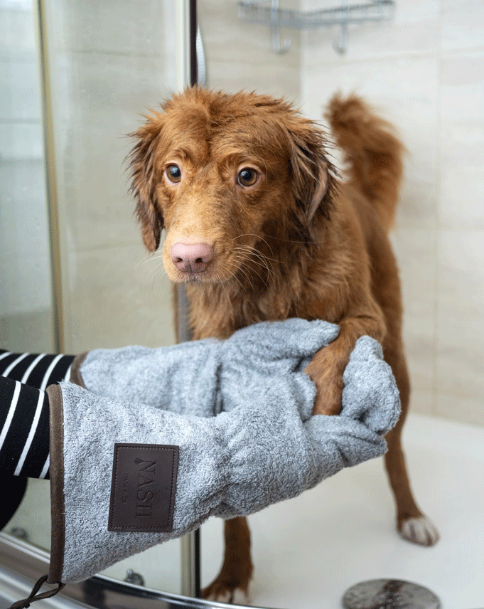 A pet care expert holding hands of a brown dog