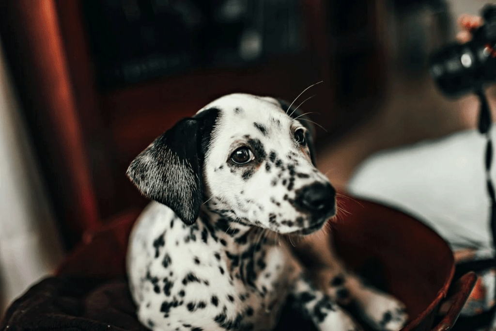 A white and black dog sitting on sofa