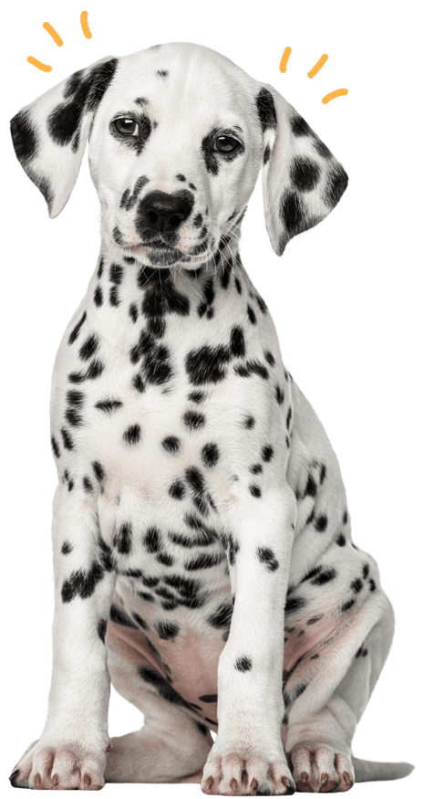 White-puppy-with-black-spots