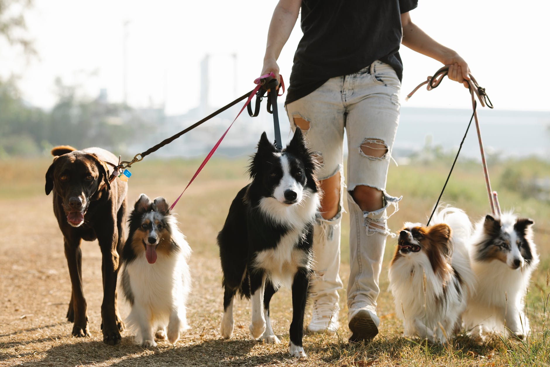 Woman holding many dogs