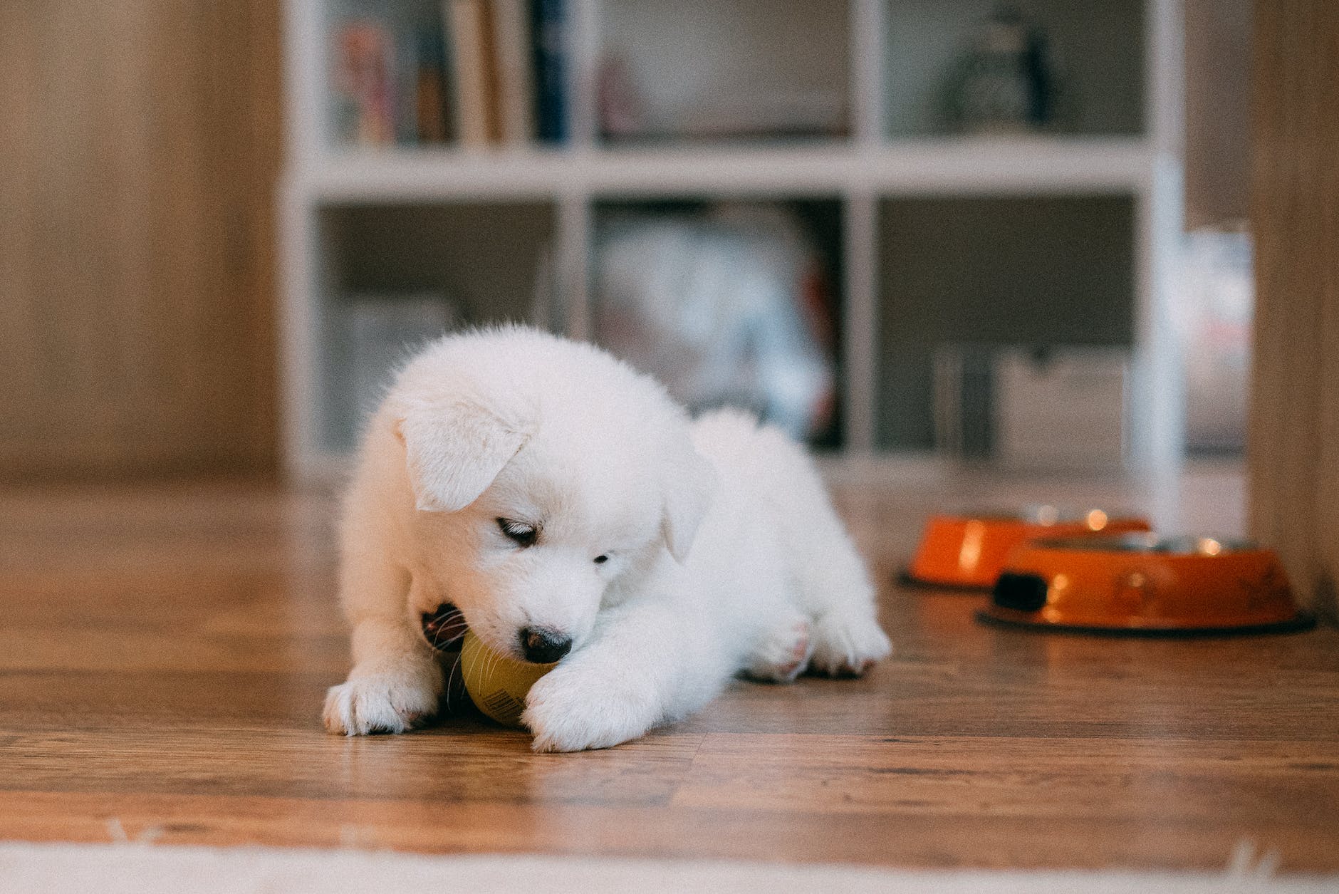 White puppy on floor