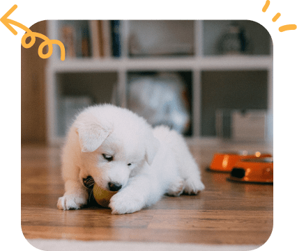 a beautiful white dog playing