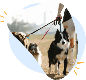 A woman holding multiple dogs