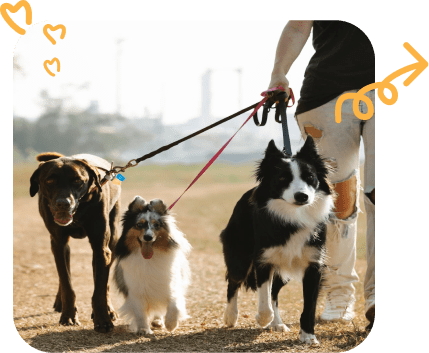 Man holding multiple dogs